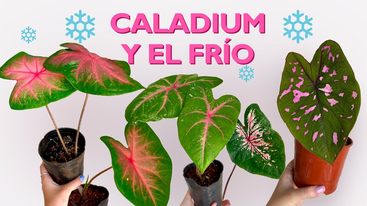 Bulbos de caladium en invierno, ¿Cómo guardarlos? ¿Qué hacer?