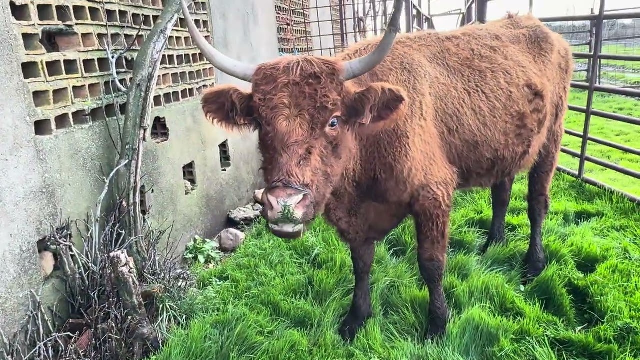 Vaca con retención de placenta manejo y control 