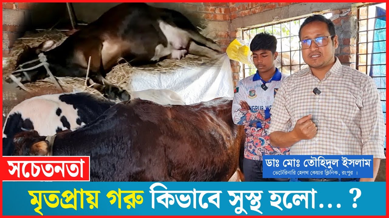 মৃতপ্রায় গরু সঠিক চিকিৎসায় উঠে দাড়ালো | গরুর রোগ ও চিকিৎসা | গরু পালন | Dr.Touhidul Islam