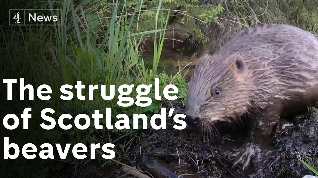 Dozens of beavers killed in Scotland despite protected species status