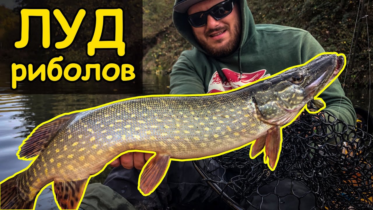 Риболов на шука и кефал на река Искър