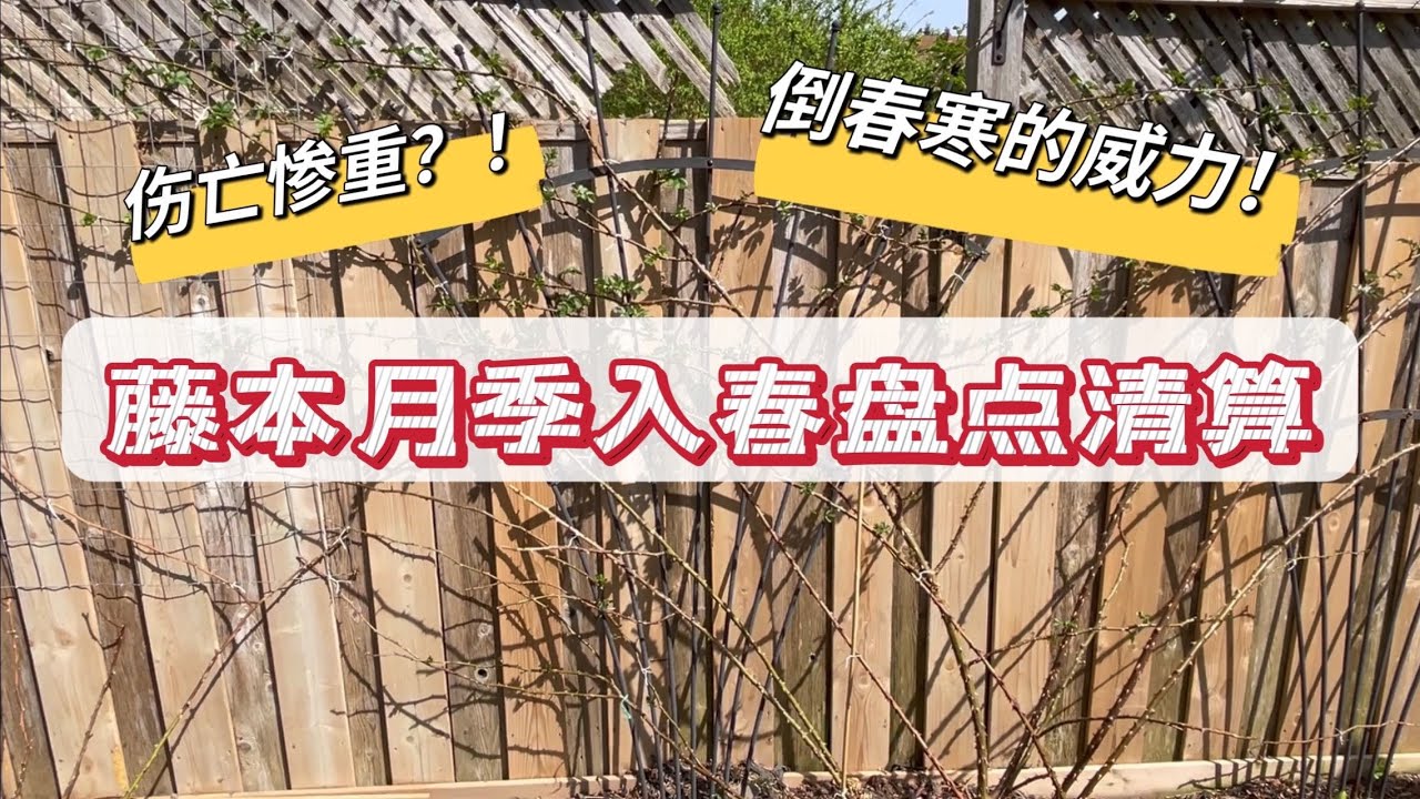 正式入春，所有藤本月季盘点清算，伤亡情况如何？极具杀伤力的倒春寒，猜中了开头却没猜中结局，一个惨重的教训，坐标多伦多