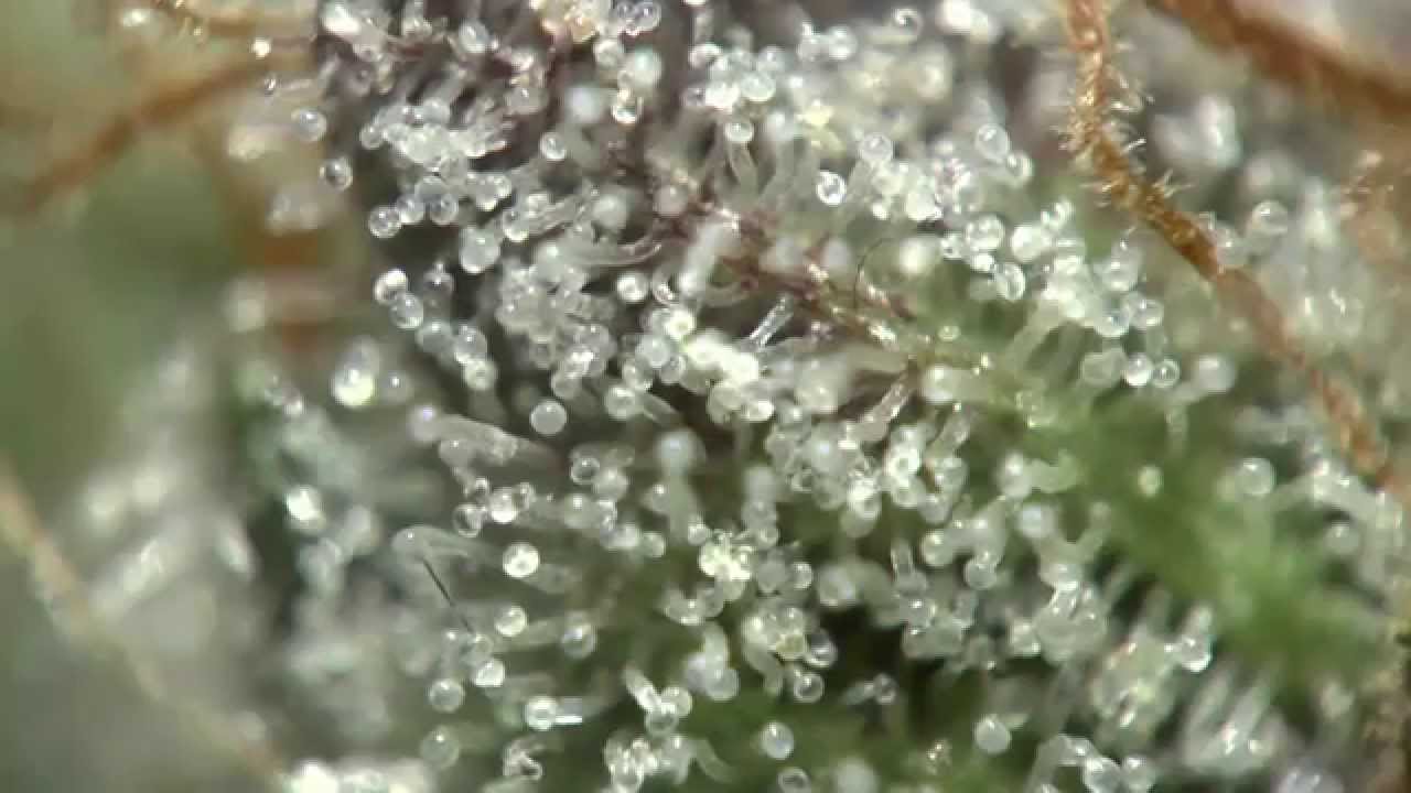 Medi Kush Up  Cose