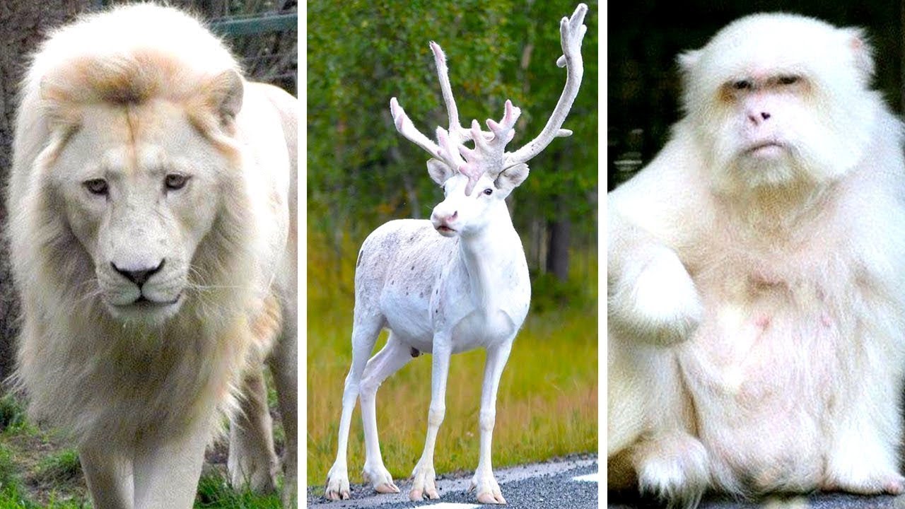 Impresionantes Animales Blancos Que Tendr&aacute;s Suerte De Ver