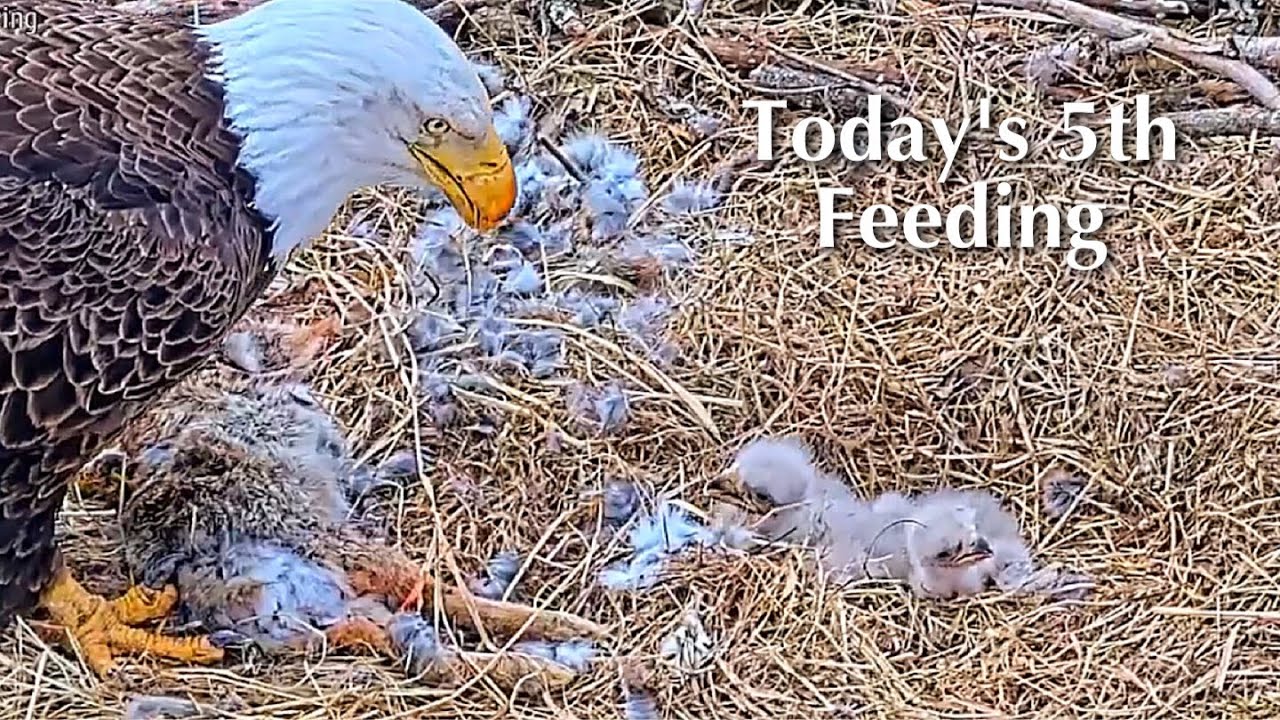 #47🦅BC28🐥5° & BC29🐥3°／Bluff City Bald Eagle Nest 2026／Frances💗Franklin ／ETSU/BTES Eagle Cameras