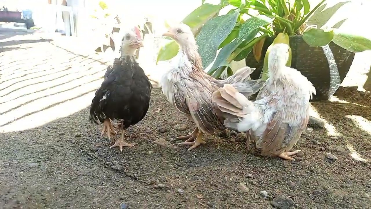 SG Kiat Serama | Transformation 2 months old