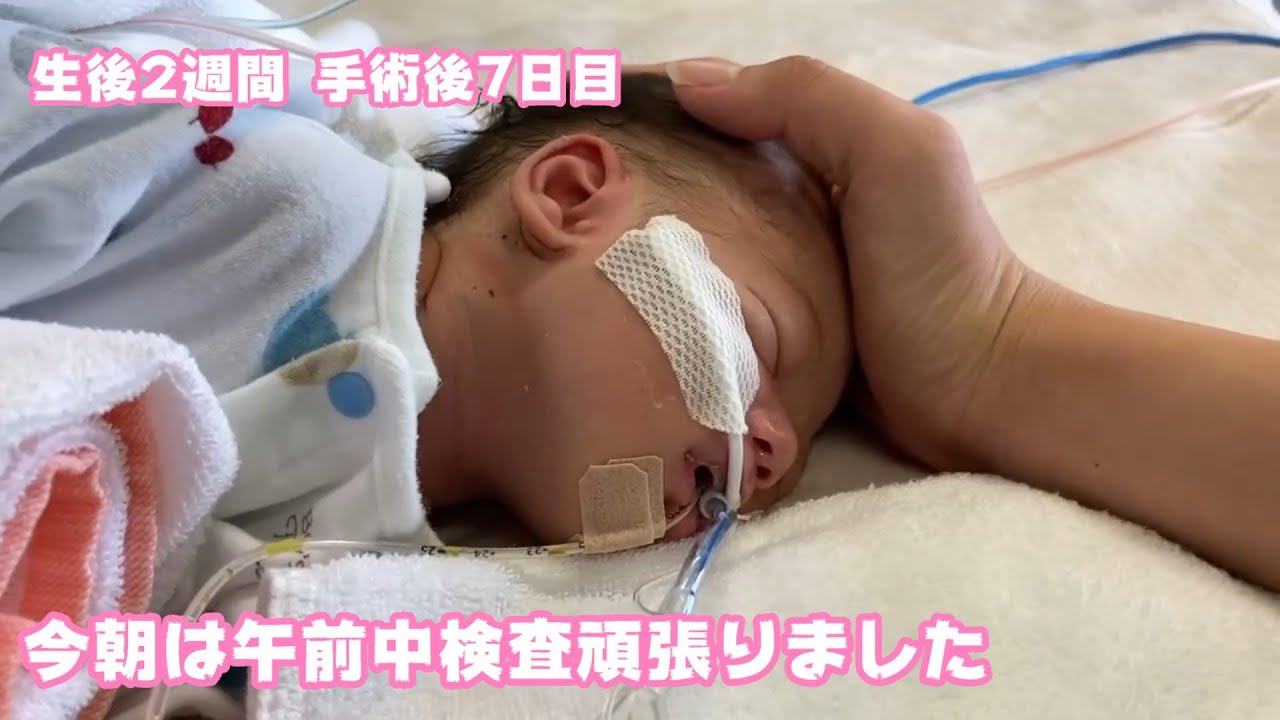 今朝は検査頑張りましたよ～  生後2週間  手術後7日目  小さな身体で頑張ってます  2026 01 27 2
