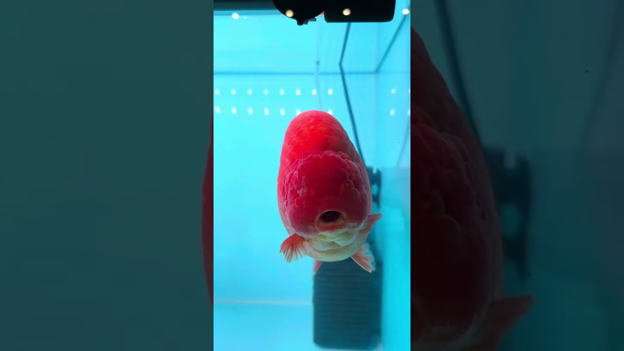 Gold Fish / Ikan Emas Pelbagai jenis dan variasi. Semua Comel-comel