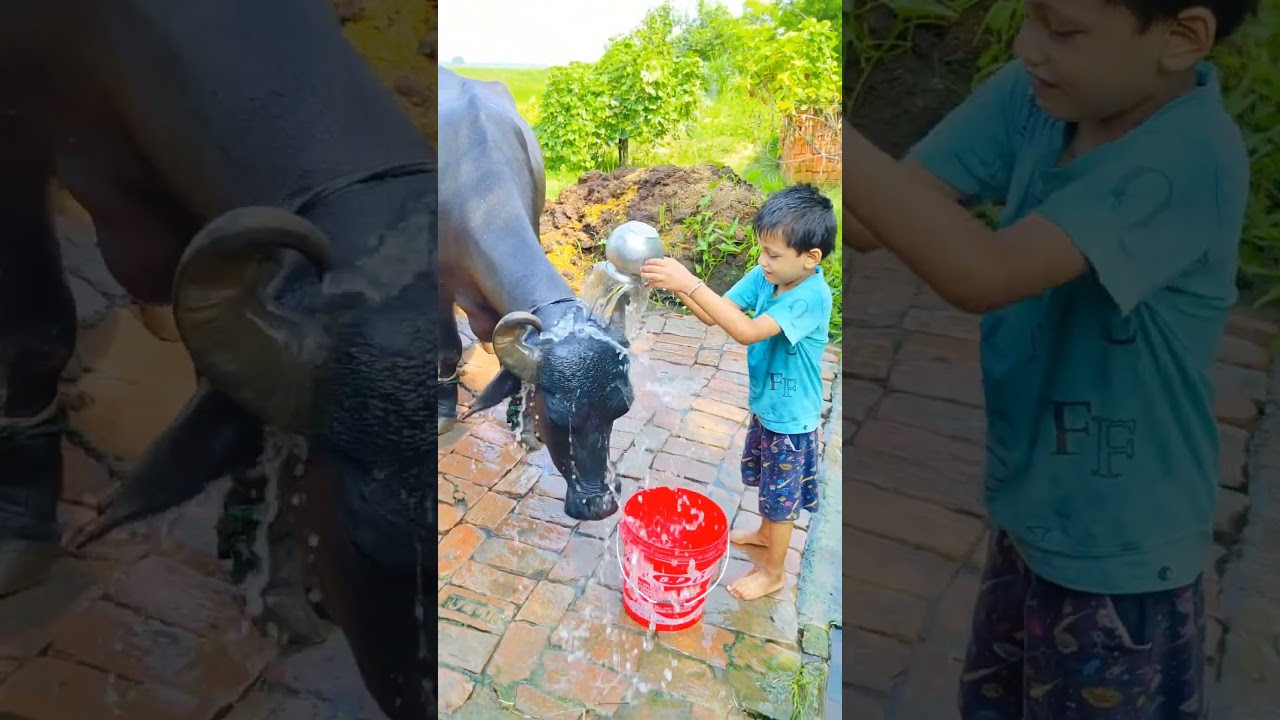 Choti choti gaiya tyy