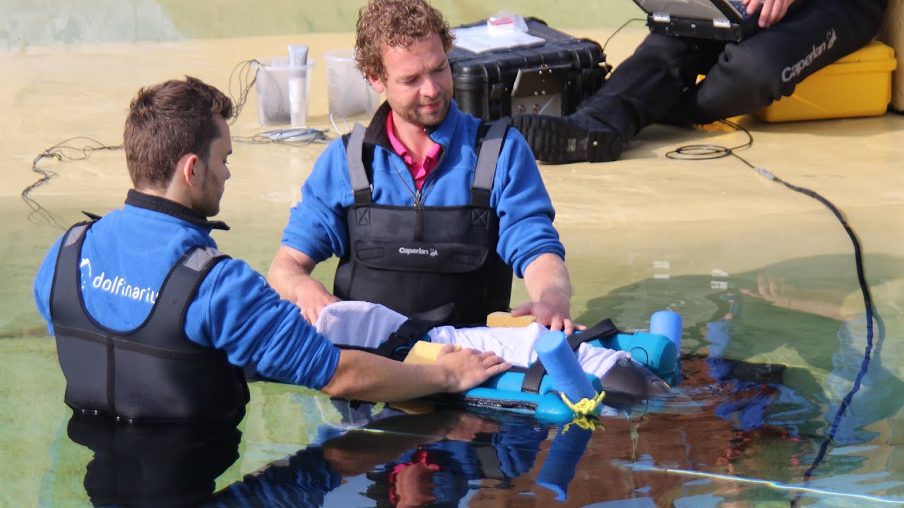 Kenniscentrum Dolfinarium: bruinvissen hebben last van ‘lawaai’ in zee
