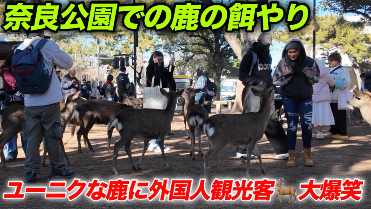 奈良公園での鹿の餌やり　ユニークな鹿に外国人観光客大爆笑