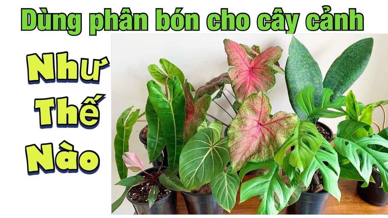 Cách dùng phân bón cho cây trong nhà, cây indoor, kiểng lá