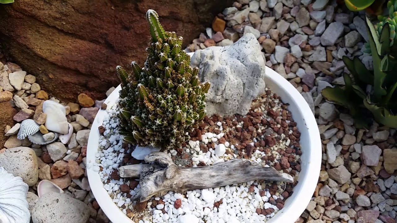 February 7th 2021 A Toowoomba Succulent Garden