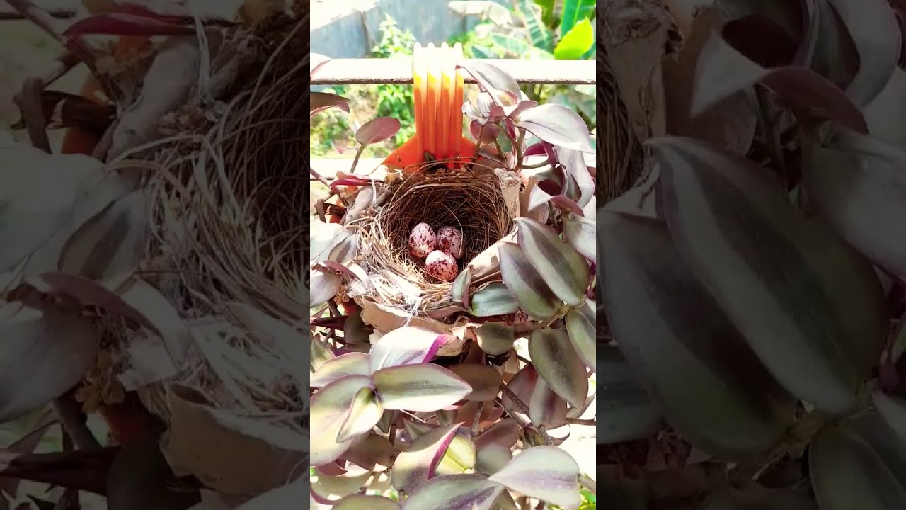 Bird's Nest at My Balcony Garden with eggs #balconygardening #gardening #shorts
