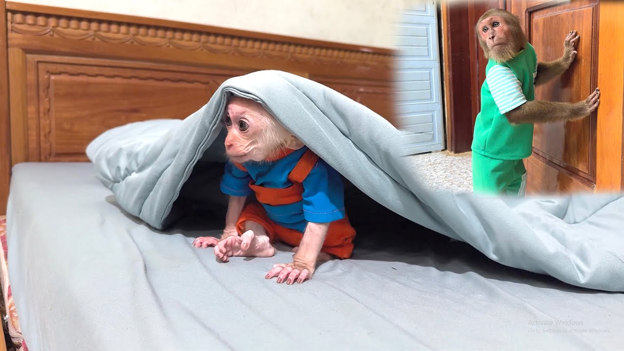 CUTIS Protects Baby Monkey During a Storm and the Moment Is Heartwarming