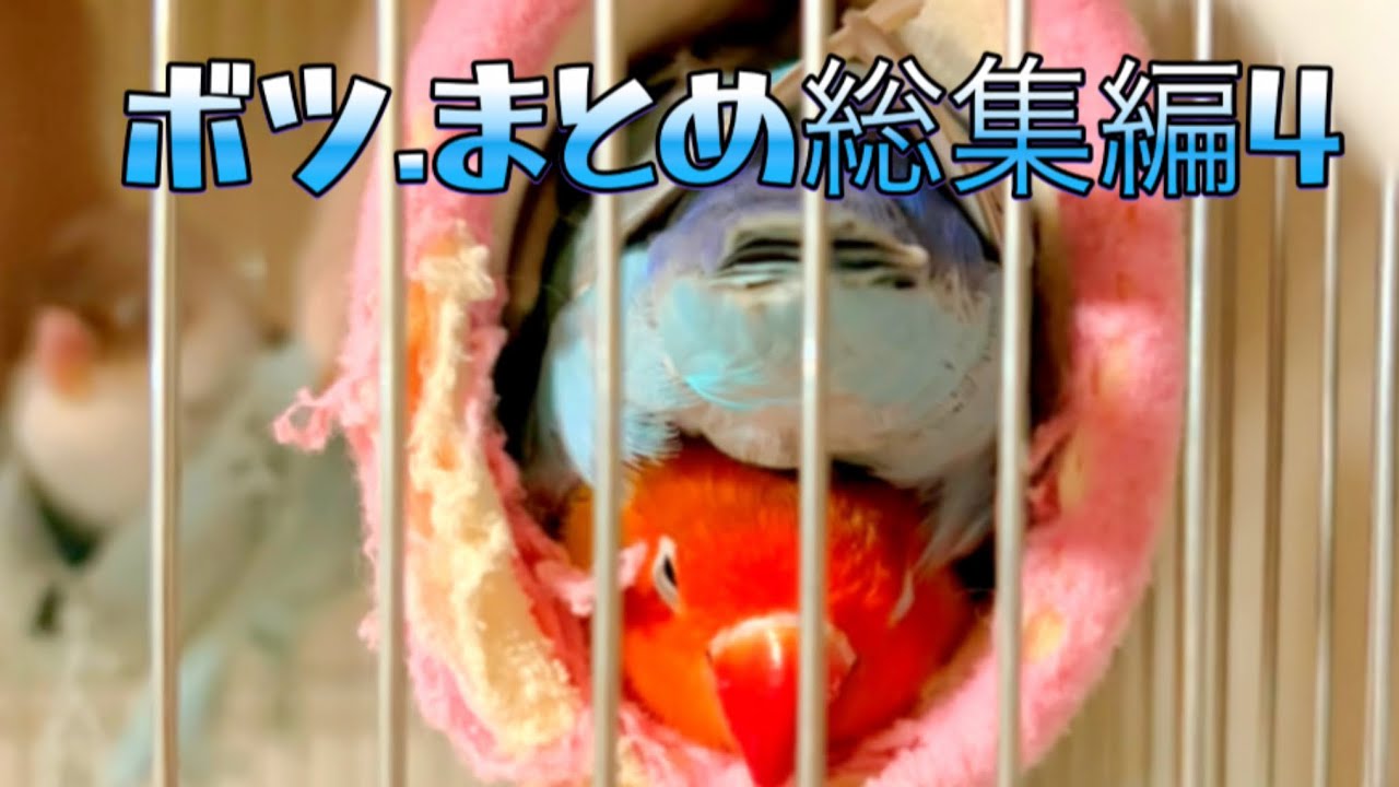 最初に出てくるのは里子に出したあかりちゃんです