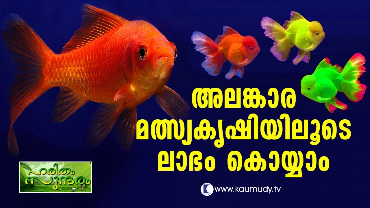 Profitable Aquarium fish farming | Haritham Sundaram EP 132 | Kaumudy TV