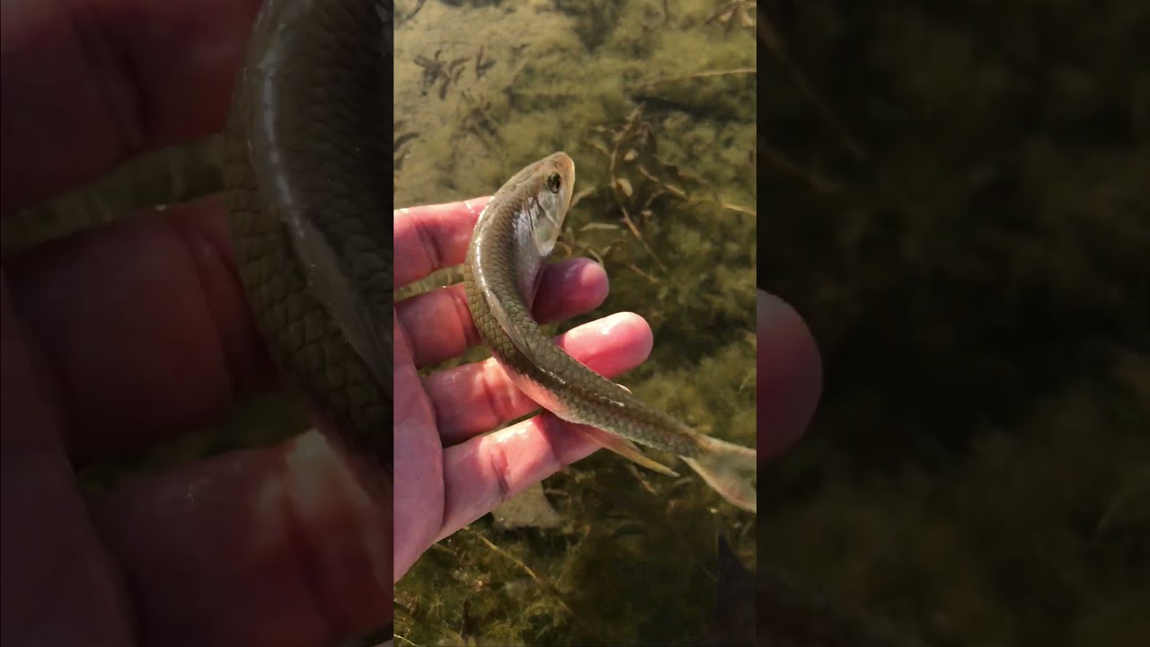 드라이 훅(Dry Hook)에 반응하기 시작하는 끄리. 수많은 깔따구 우화 확인. Fly Fishing