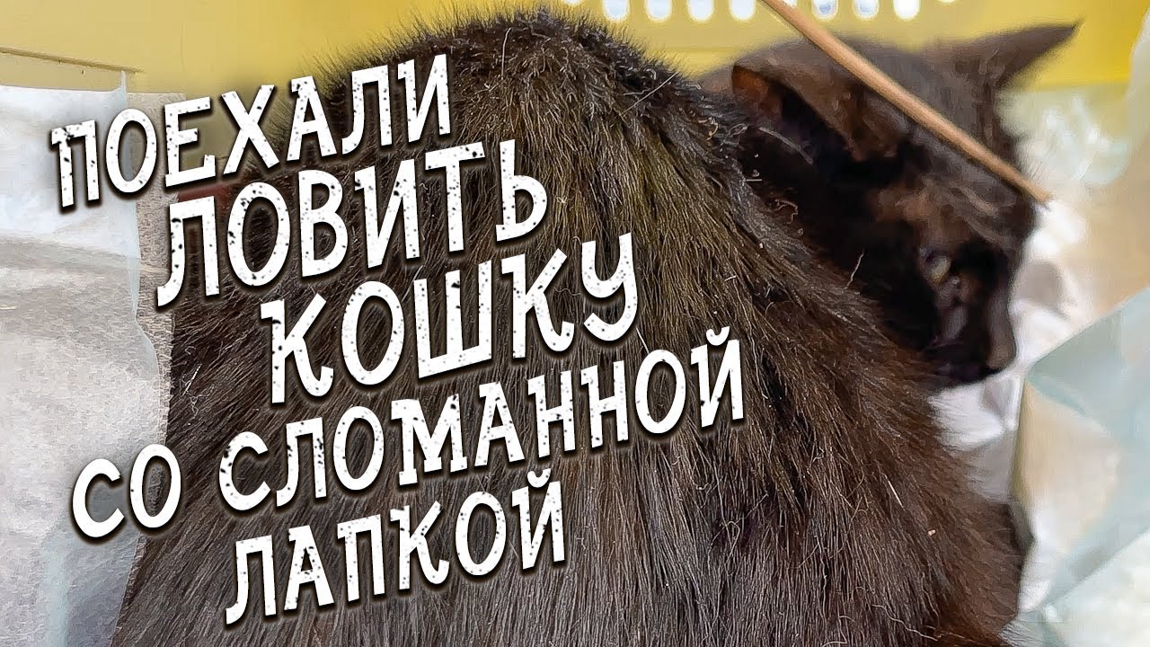 Спасение животных / Отлавливали дикую кошку со сломанной лапкой
