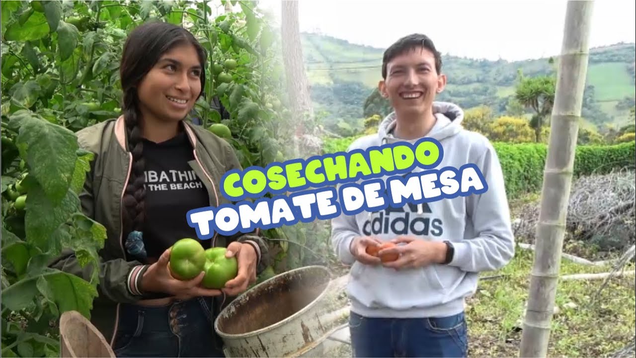 conociendo cultivo  tomate de meza en guaitarilla  | YeiGuerraM