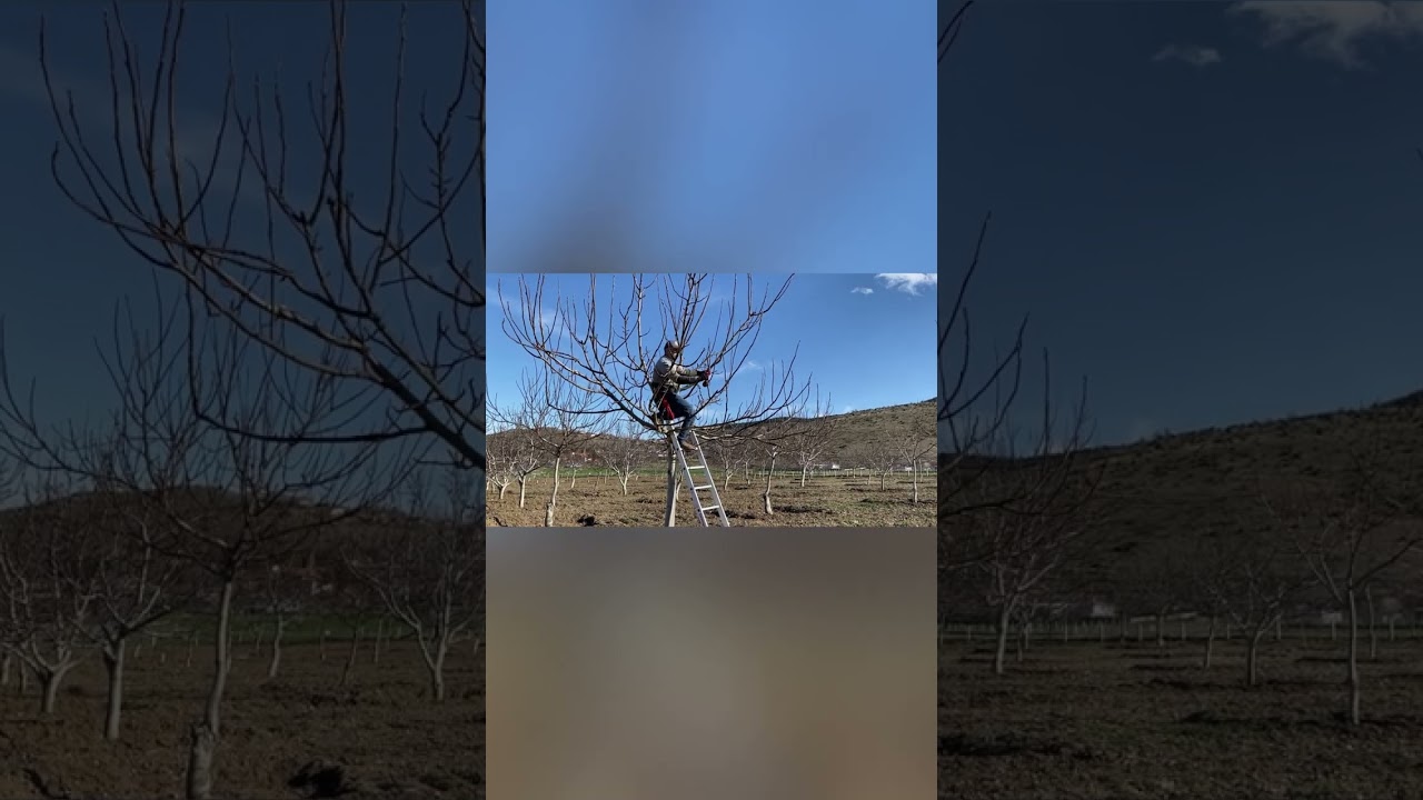 Öncesi Sonrası 20.03.2024 Chandler Çeşit Değiştirme Aşı Budama