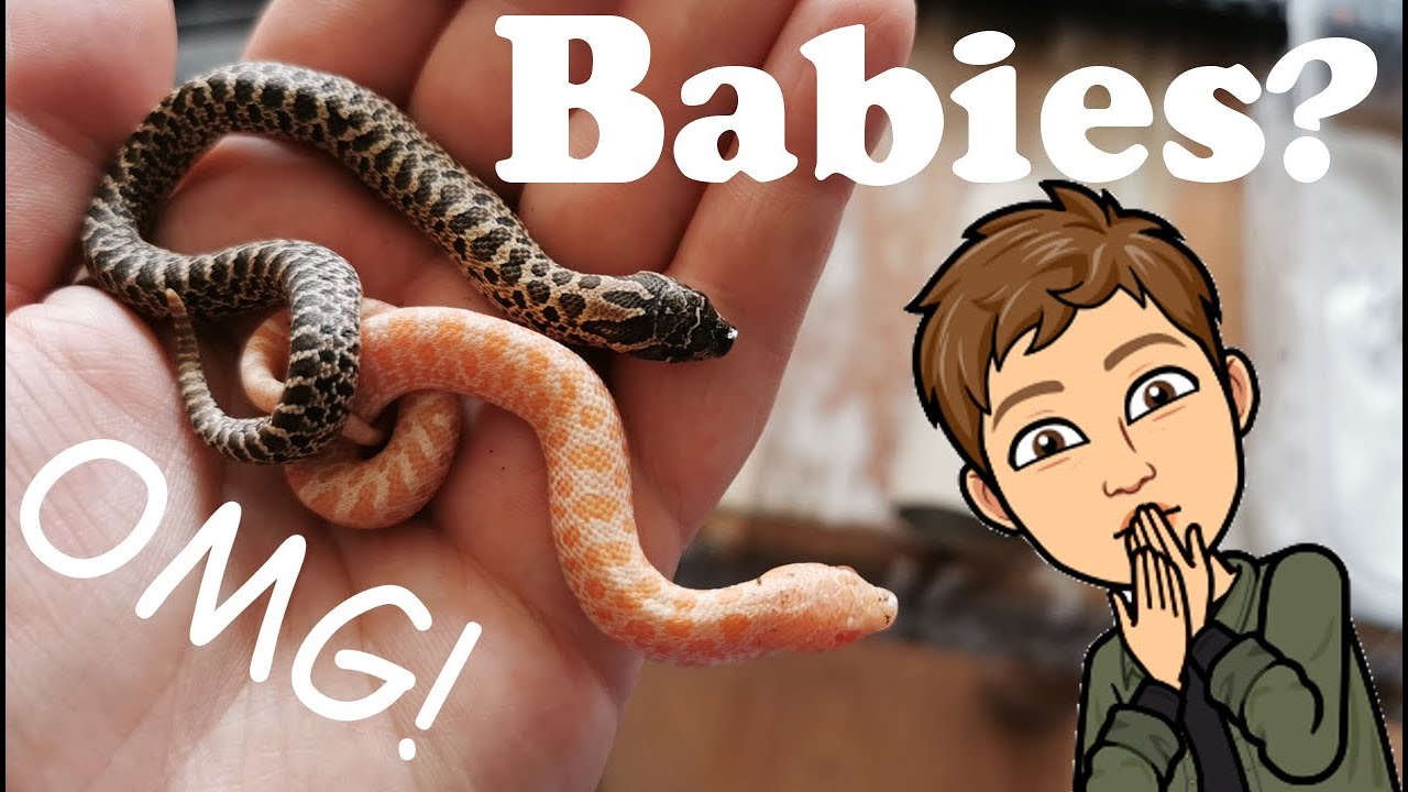 Plötzlich Babyschlangen?! | Unerwarteter Hakennasennattern-Nachwuchs