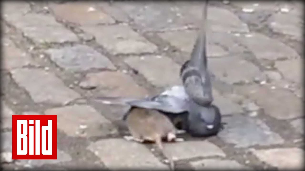 Ratte vs Taube - Gro&szlig;er Kampf in New York ( Battle / Tier / Animal )