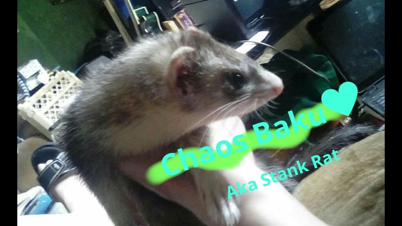 Rest In Peace, Chaos Baku