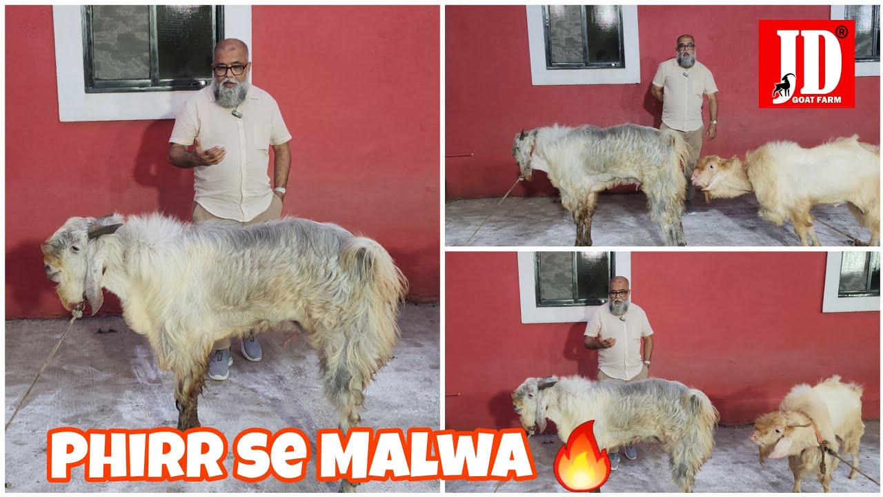 Malwa hii Malwa at JD Goat Farm