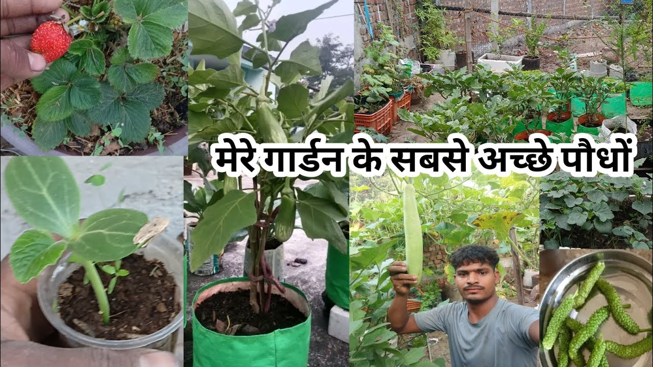 मेरे गार्डन के सबसे अच्छे पौधों