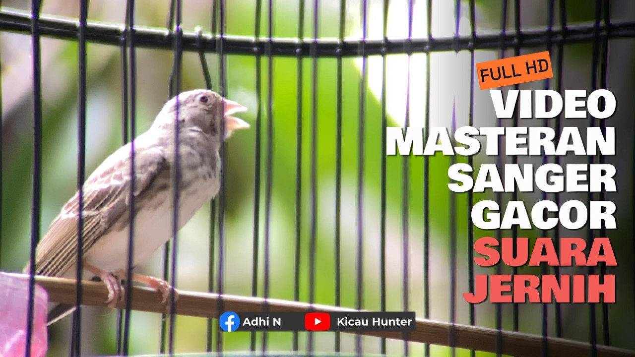 MASTERAN SANGER GACOR SUARA CABE 10 💥💥