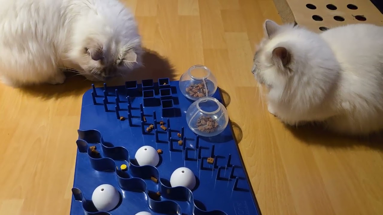 Ellie, Mila & Luna  mit dem Leckerlis Board  interaktiv 
