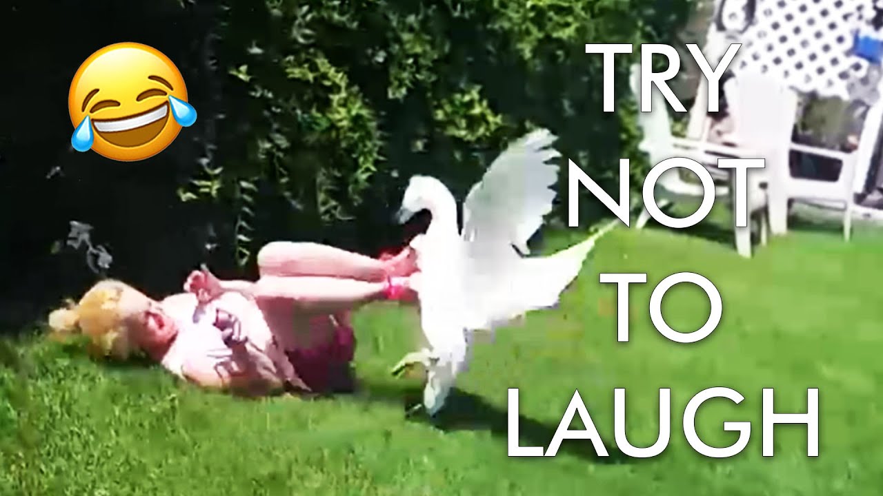 Try Not to Laugh Challenge! 😂 Animal Fails of the Week