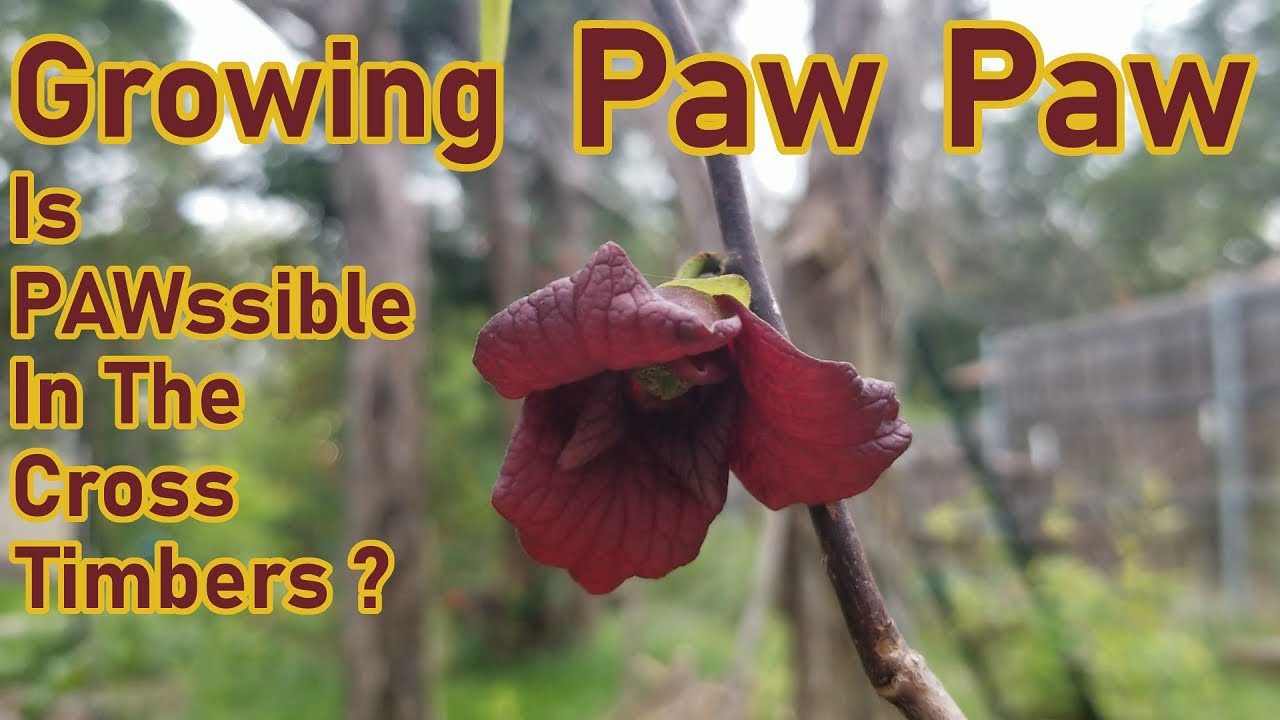 Growing Paw Paw In Rocky Clay Soil In The Cross Timbers & Last Year's Top Experimental Crop Result