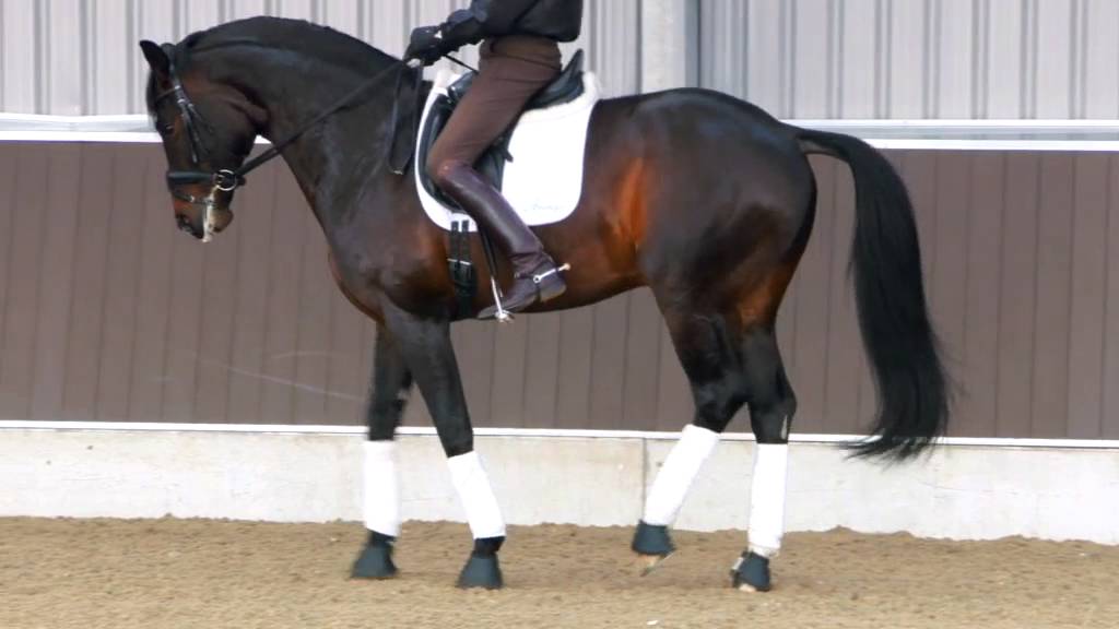 Amerigo | Horse and saddle