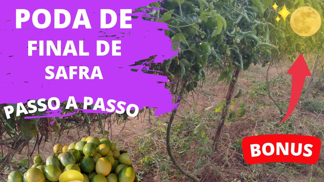 Como fazer a PODA DE FINAL DE SAFRA no Maracujá