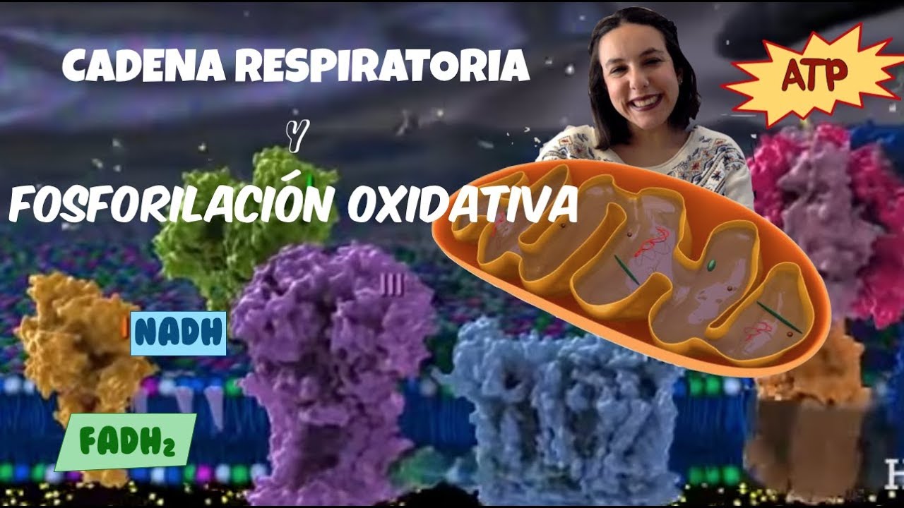 Cadena de transporte de electrones y fosforilación oxidativa - 2º de bachiller - Bio[ESO]sfera