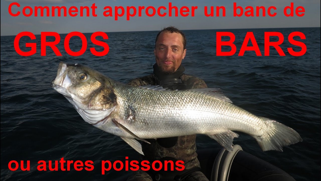 62🐟 Comment approcher les gros bars en banc ? 🐟 chasse sous-marine et apnée