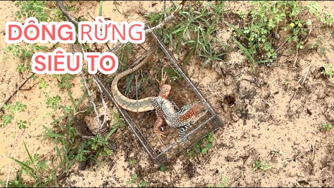 Hành trình bẫy con dông cát, đặc sản vùng cát bình thuận