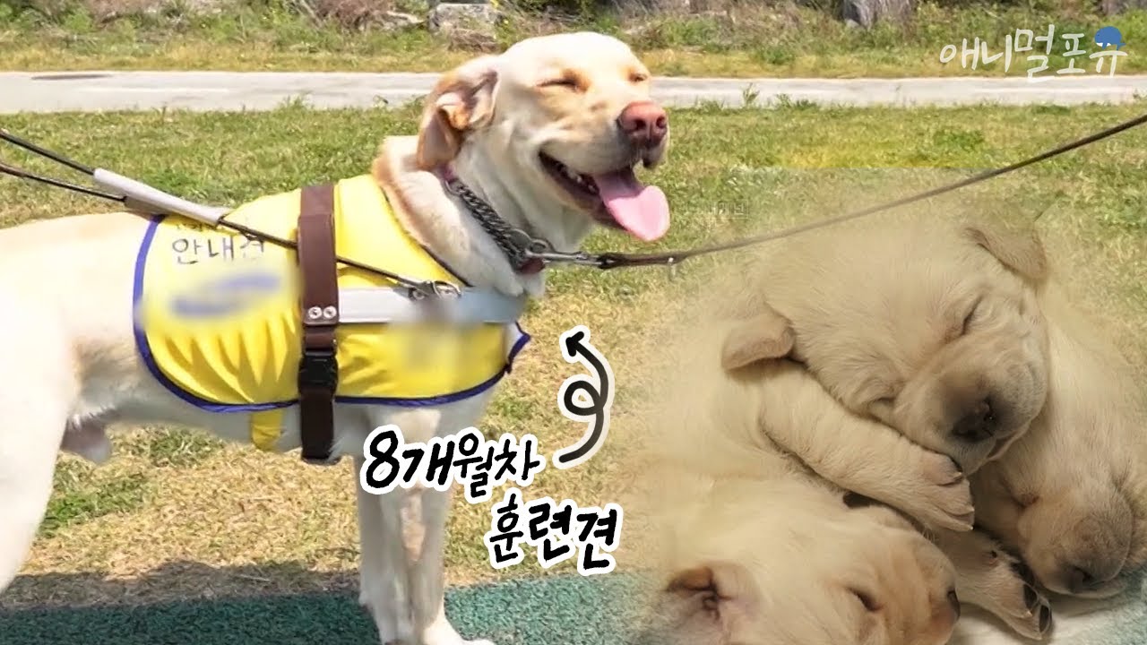 훈련한 지 얼마 안돼서 모든 게 즐거운 안내견 준비생 😁 | KBS  다큐3일 210531 방송