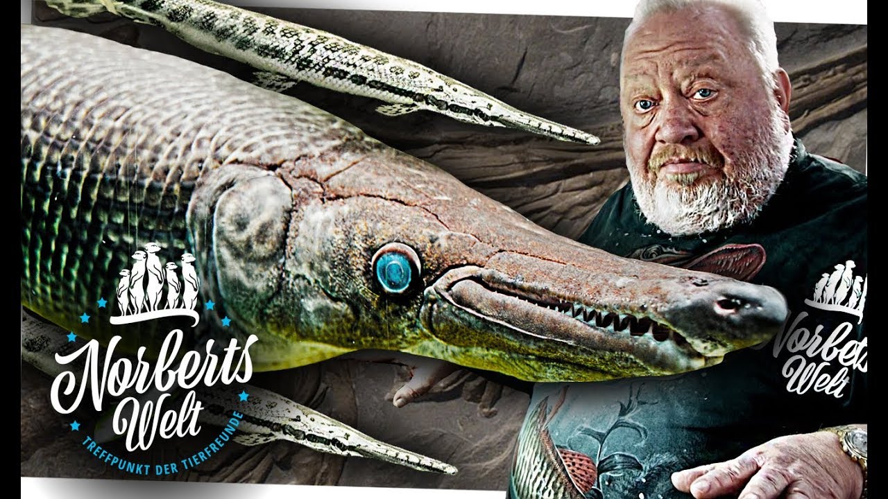 FLEISCHFRESSENDER URZEITFISCH | DER KNOCHENHECHT | NORBERTS WELT | Zoo Zajac