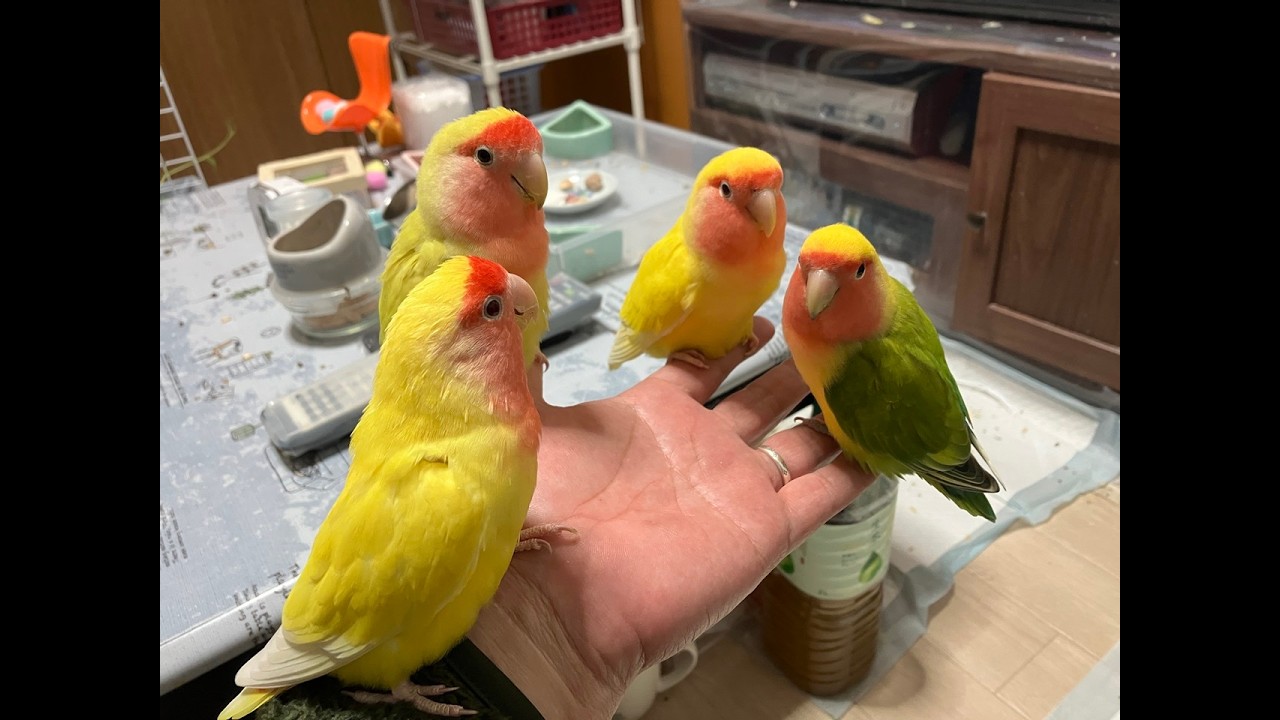 February 2026 Winter in the Cockatiel room