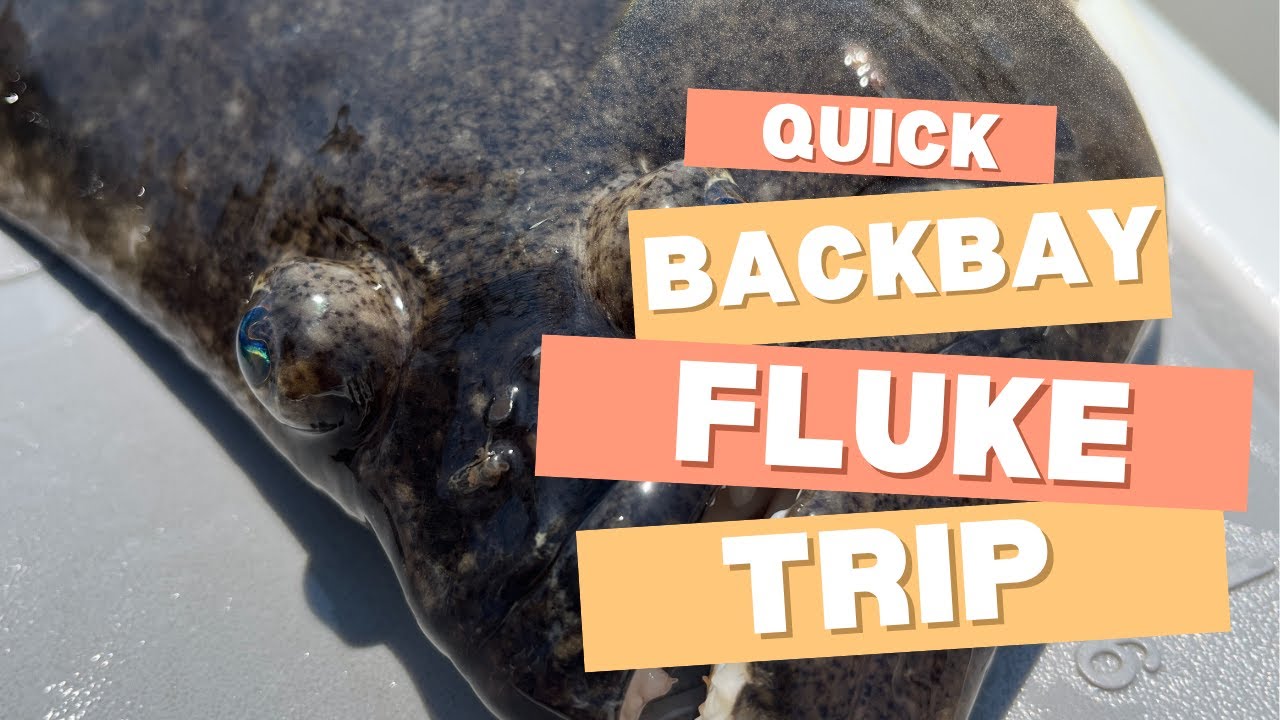 Scouting for Back Bay Fluke