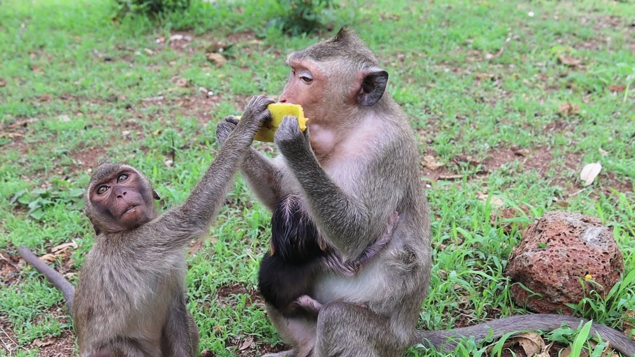 Poor monkey Manda so hungry and tries to ask Rany for some fruit, but Rany refuses.