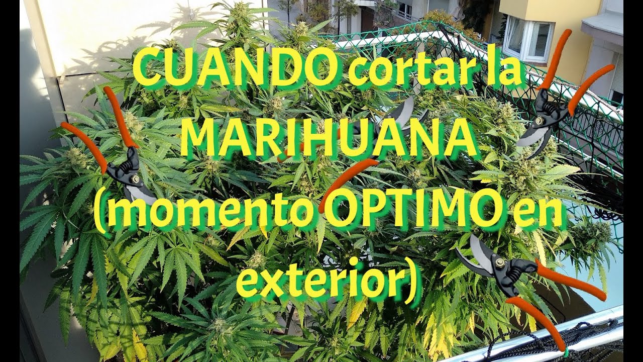 &iquest;Cu&aacute;ndo CORTAR la MARIHUANA -Momento &oacute;ptimo en exterior-🌱