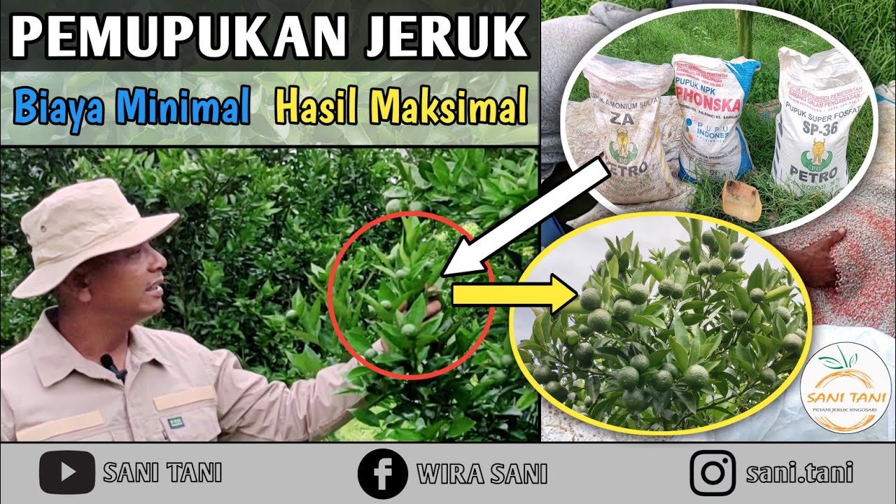 PEMUPUKAN JERUK SAAT BUAH MASIH BERUKURAN KECIL, UNTUK MENJAGA KESEHATAN TANAMAN DAN KUALITAS BUAH