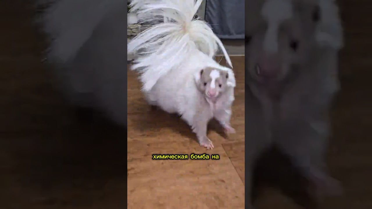 Skunk: not an animal, but a furry TERRORIST!