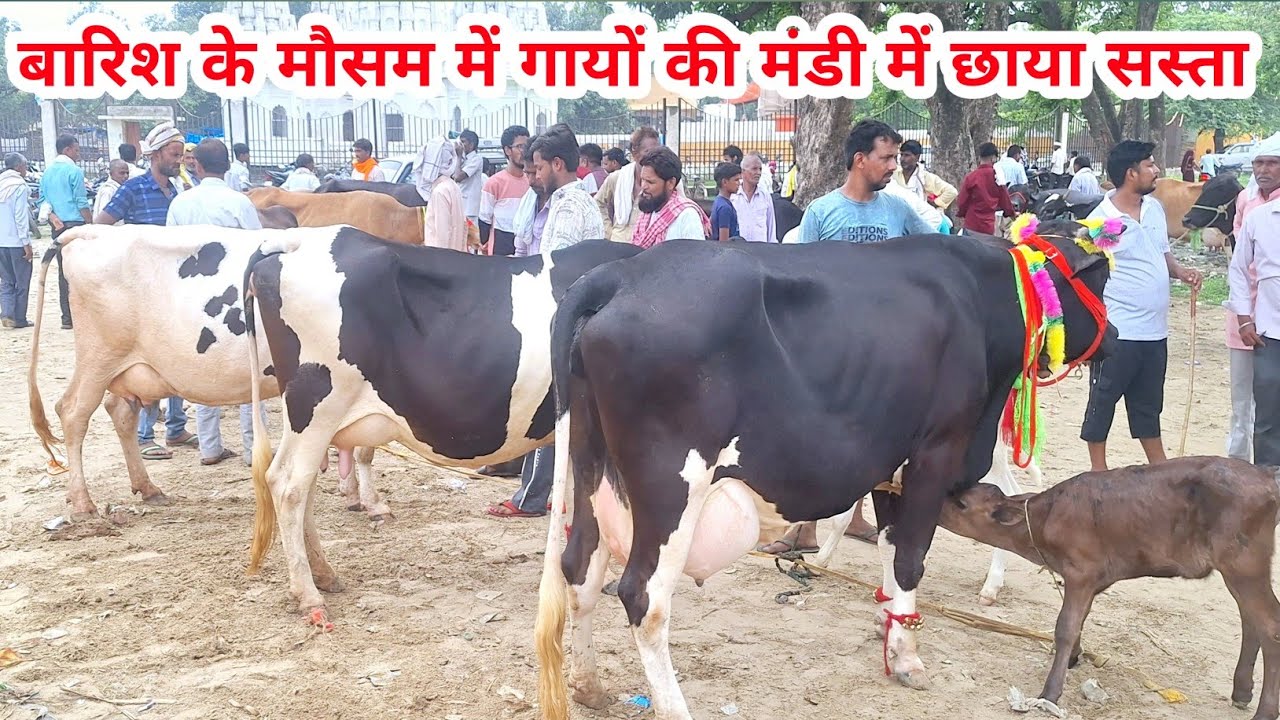 🚩🦚 सूझ-बूझ से खरीदी करने पर यहाँ सस्ती और अच्छी गाय मिलती हैं || cow mandi | cow for sale |  #cow 