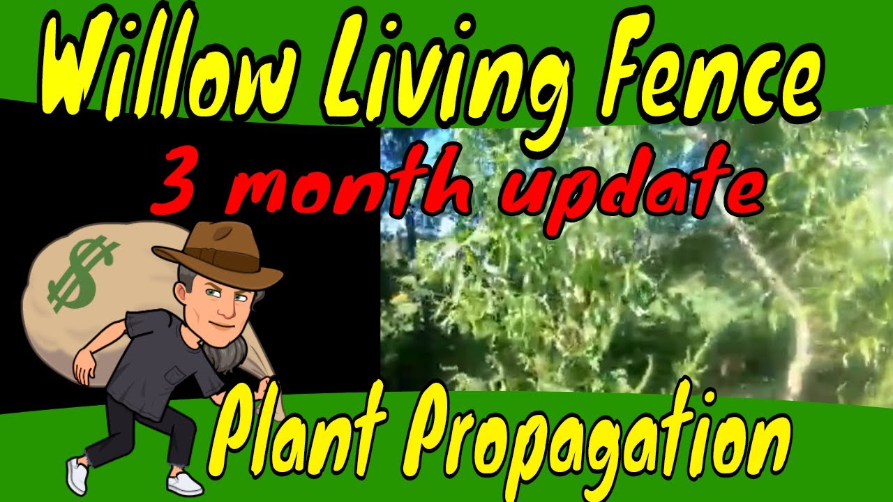 Curly Willow Living Fence Update  3 month hardwood cuttings