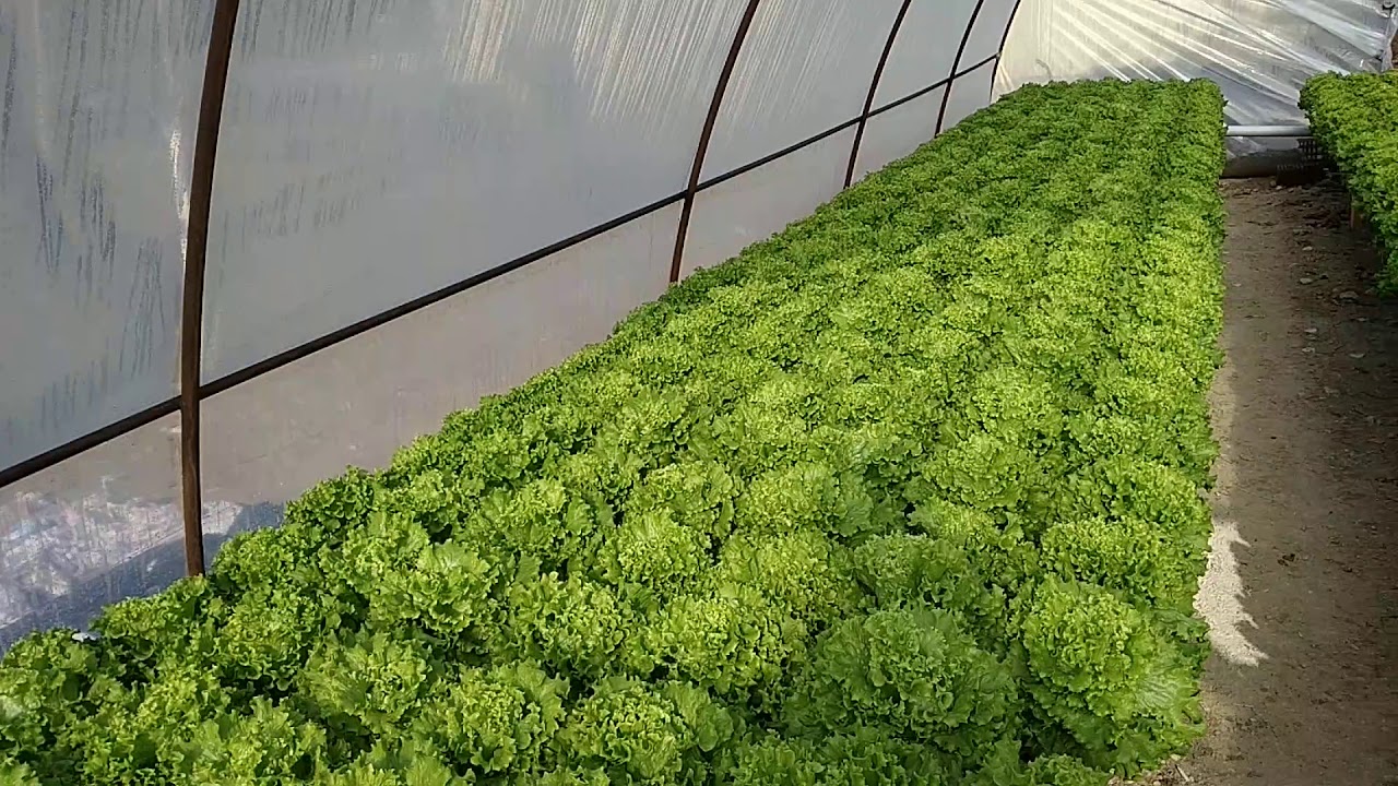 Topraksız tarim onbirinci hafta gelişimi.